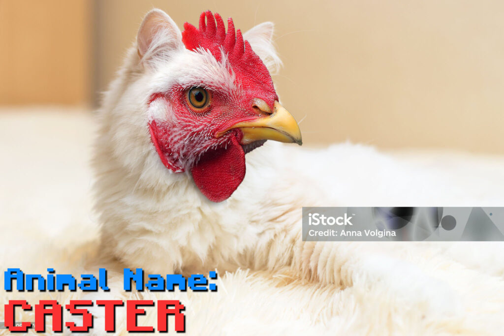 Caster